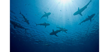 ¡Aumenta tus defensas y mejora tu salud con el Aceite de Hígado de Tiburón!